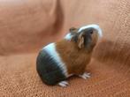 Cavia 2 beertjes, Cavia, Augustus, Mannelijk, Tam