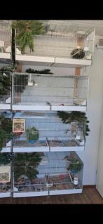 Kooi Ik ben gestopt met het fokken en verkopen van kooien va, Dieren en Toebehoren, Vogels | Hokken en Kooien, Ophalen of Verzenden