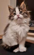 Prachtige Kittens Maine Coon x Pers