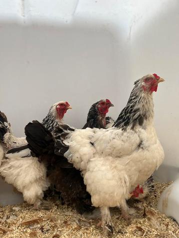Prachtige mooie brahma hennen beschikbaar voor biedingen