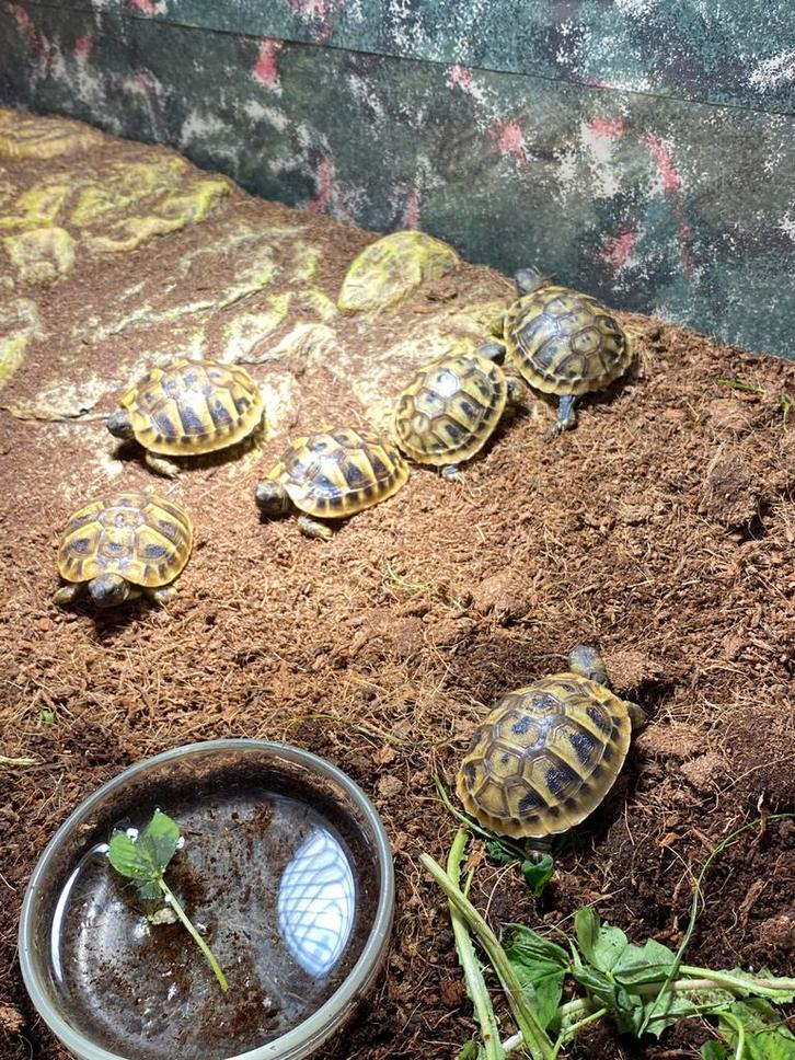 Griekse landschildpad, Dieren en Toebehoren, Reptielen en Amfibieën, Schildpad, 0 tot 2 jaar