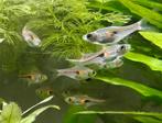 8 x kegelvlekbarbeel Hengeli vissen, Dieren en Toebehoren, Vissen | Aquariumvissen, Vis, Zoetwatervis