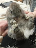 Jonge tamme dwerg konijntjes. Ras zuiver, Dieren en Toebehoren, Mannelijk, Dwerg, 0 tot 2 jaar