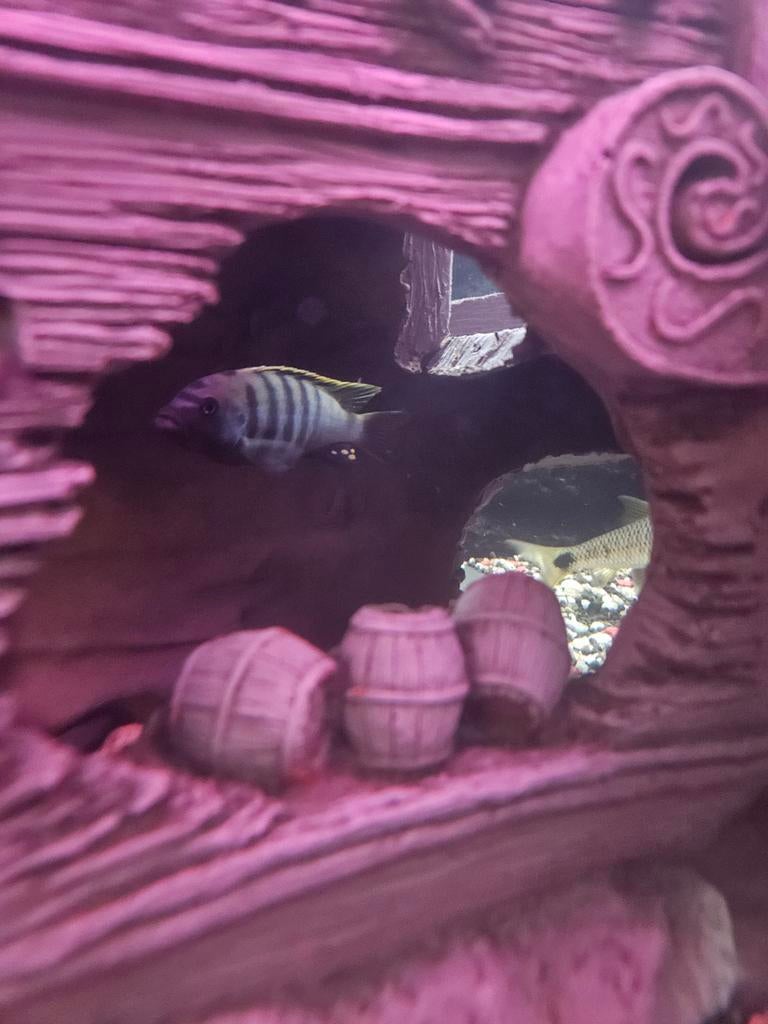 Ciclide vis aquarium, Vis, Zoetwatervis