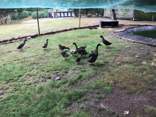 loopeenden, Dieren en Toebehoren, Pluimvee, Eend, Meerdere dieren
