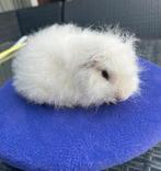 Wit do CH-teddy beer, Mei, Mannelijk, Cavia