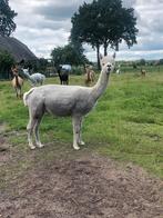 Merrie alpaca, Dieren en Toebehoren, Overige Dieren, Vrouwelijk