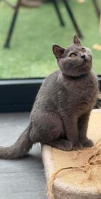 Raszuiver Britse Korthaar Kittens!, Dieren en Toebehoren, Katten en Kittens | Raskatten | Korthaar, Ontwormd, 0 tot 2 jaar