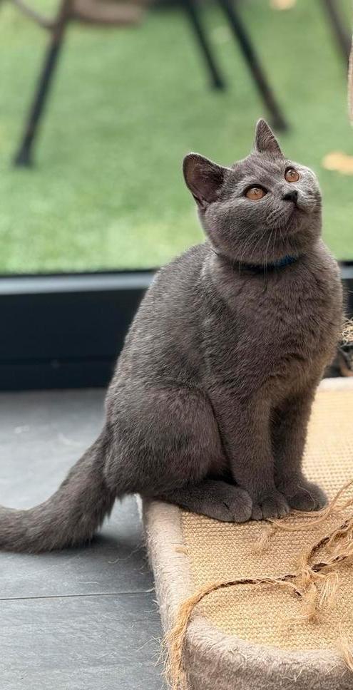 Raszuiver Britse Korthaar Kittens!, Dieren en Toebehoren, Katten en Kittens | Raskatten | Korthaar, 0 tot 2 jaar, Ontwormd