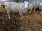 Noordhollander dekrammen, Dieren en Toebehoren, Mannelijk, Schaap