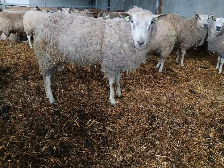 Noordhollander dekrammen, Dieren en Toebehoren, Schapen, Geiten en Varkens, Schaap, Mannelijk