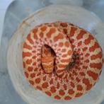 Heterodon nasicus haakneus sunburst., Dieren en Toebehoren, Reptielen en Amfibieën, Slang, 0 tot 2 jaar