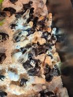 Broedeieren van de cochin kriel van de mooiste kippen!, Dieren en Toebehoren, Pluimvee, Geslacht onbekend, Kip