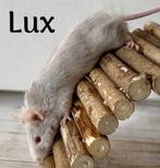 Jonge, lieve muizen, ook texel/satijn, Muis, November, Meerdere dieren, Tam