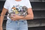 Whippet pups ouders aanwezig, België, Whippet, 8 tot 15 weken, Meerdere