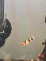 Bumblebee goby’s, Dieren en Toebehoren, Vissen | Aquariumvissen, Vis