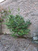 Luguster struik, Ophalen, Overige soorten, Minder dan 100 cm