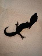 Jonge BN luipaardgekko 0.1, Dieren en Toebehoren, Reptielen en Amfibieën, Hagedis, 0 tot 2 jaar