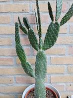 Opuntia cactus 60 cm., Ophalen, Cactus, Volle zon, Minder dan 100 cm