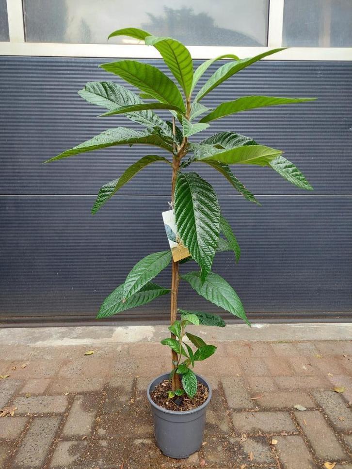 Eriobotrya Japonica - Loquat / Japanse Wolmispel H: 120 cm., Tuin en Terras, Planten | Tuinplanten, Vaste plant, Overige soorten