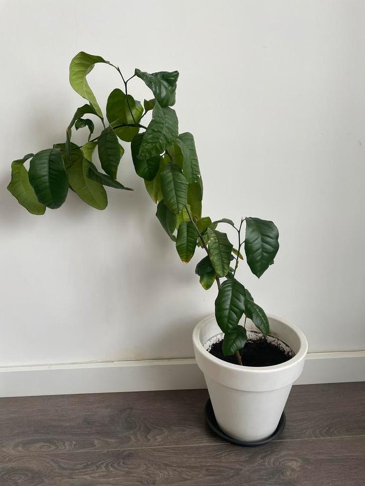 Jonge Citroenplant in Pot, Tuin en Terras, Planten | Tuinplanten, Vaste plant, Fruitplanten, Volle zon, Lente, Ophalen