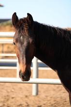 Lieve dressuurhengst, Dieren en Toebehoren, Paarden, Gechipt, Dressuurpaard, 0 tot 2 jaar, Hengst