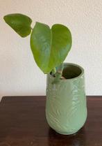 Monstera stek in pot, Ophalen of Verzenden, Overige soorten, In pot, Minder dan 100 cm