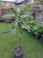 Mooi vijgenboom Brown Turkey.  Met vijgen!, Ophalen, Volle zon, In pot, Vijgenboom