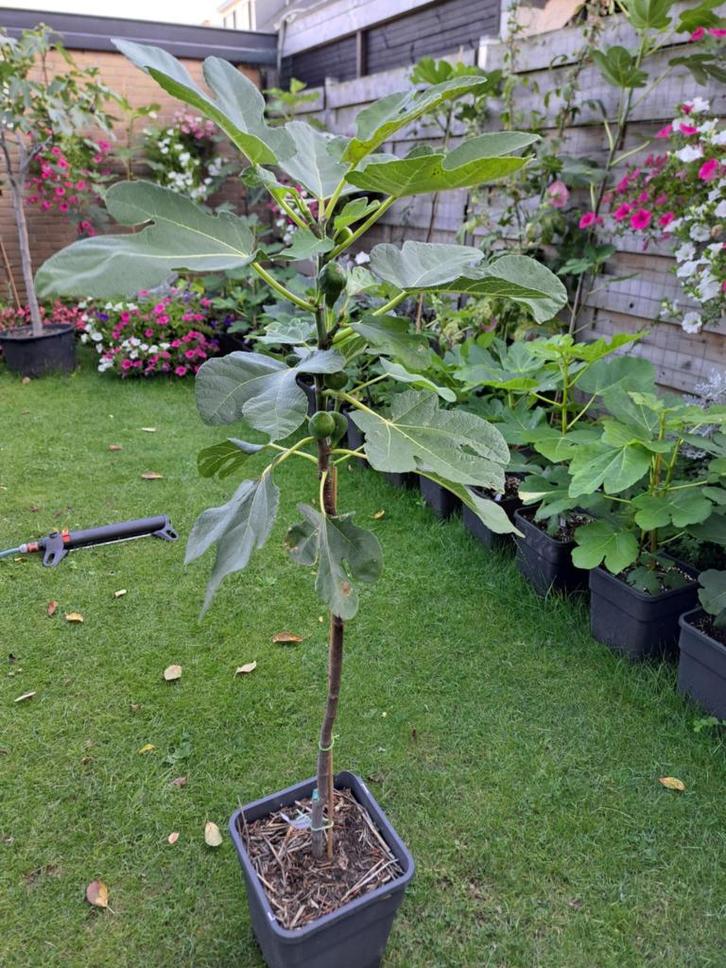 Mooi vijgenboom Brown Turkey.  Met vijgen!, Tuin en Terras, Planten | Fruitbomen, Vijgenboom, 100 tot 250 cm, Volle zon, Zomer