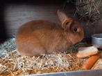 Thriant konijn (ram)
(1), Dieren en Toebehoren, Konijnen, Mannelijk, Middelgroot, 3 tot 5 jaar