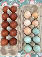 Broed eieren, kleurleggers, Koperhals Marans, Auracana, Dieren en Toebehoren, Kip