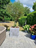 Te koop. Grote gezonde olijfboom in grote bak., Tuin en Terras, Planten | Bomen, 100 tot 250 cm, Olijfboom, Ophalen, Volle zon