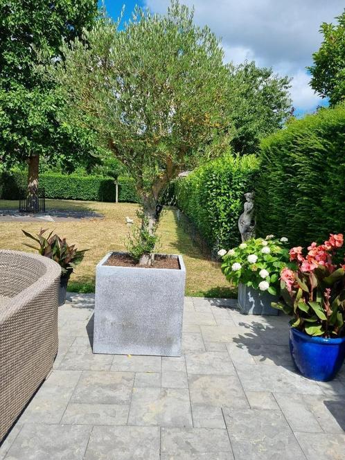 Te koop. Grote gezonde olijfboom in grote bak., Tuin en Terras, Planten | Bomen, Olijfboom, 100 tot 250 cm, Volle zon, In pot