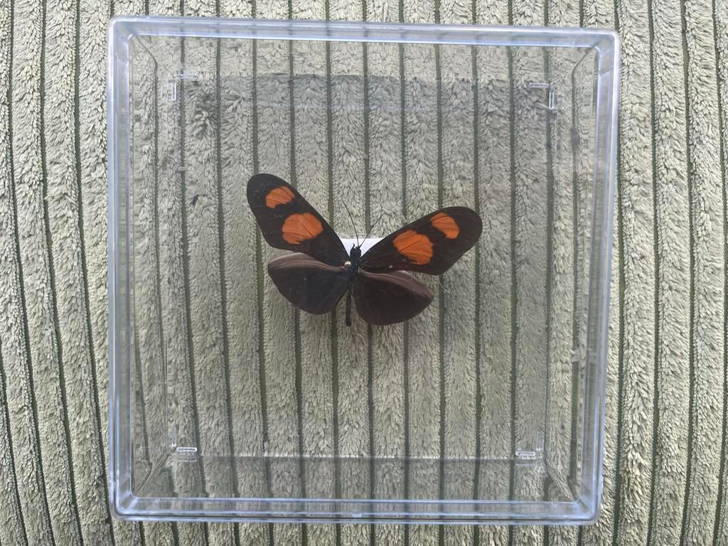 Opgezette vlinder in transparant doosje, Ophalen of Verzenden, Nieuw, Insect, Opgezet dier