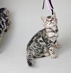 ZILVERBENGAAL KITTEN bengaal poes vrouwtje, Dieren en Toebehoren, Poes, Gechipt, 0 tot 2 jaar