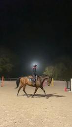 BIJRIJDER AANGEBODEN, Dieren en Toebehoren, Paarden en Pony's | Overige Paardenspullen, Ophalen, Nieuw, Overige soorten