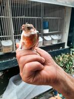 t.k. zeer mooie koppels portugese harlekijn kanaries 2024/25, Dieren en Toebehoren, Vogels | Kanaries, Meerdere dieren, Kleurkanarie