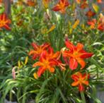 Hemerocallis Sammy Russel(daglelie) roodbruin vaste plant, Volle zon, Vaste plant, Zomer, Ophalen