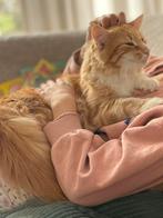 Dekkater Noorse boskat gezocht!