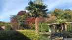 Palmboom, Tuin en Terras, Planten | Bomen, Ophalen of Verzenden, Volle zon, Palmboom, 250 tot 400 cm
