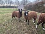 zwartbles stamboek  ooilammeren, Dieren en Toebehoren, Schapen, Geiten en Varkens, Vrouwelijk, Schaap, 0 tot 2 jaar