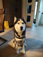Ik ben opzoek naar Warme huis voor  meer jn Husky 4 jaar oud, Dieren en Toebehoren, Eén hond, 3 tot 5 jaar, Nederland, Particulier