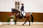 Brave merrie M1 dressuur (Charmeur x Houston), Dieren en Toebehoren, Paarden, Merrie, Gechipt, M, Dressuurpaard