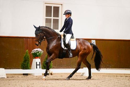 Brave merrie M1 dressuur (Charmeur x Houston), Dieren en Toebehoren, Paarden, Merrie, M, 165 tot 170 cm, 11 jaar of ouder, Dressuurpaard