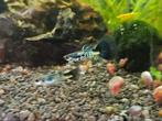 100% raszuivere Galaxy Blue Tail guppies!, Dieren en Toebehoren, Vissen | Aquariumvissen, Vis