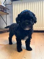 Twee prachtige toypoedel dwerg poedel reutjes, Dieren en Toebehoren, Rabiës (hondsdolheid), Reu, 8 tot 15 weken, Meerdere