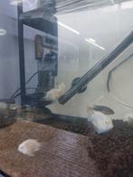 Parrot Cichlides, Vis, Zoetwatervis