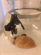 Zwarte sluierstraat, Dieren en Toebehoren, Vissen | Aquariumvissen, Vis