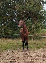 Stoere 3.5 jarige hengst, Dieren en Toebehoren, Paarden, Hengst, 3 tot 6 jaar