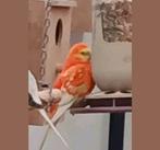 Roodrug koppel, Meerdere dieren, Parkiet